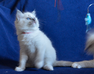 ragdoll kitten at 6 wks old